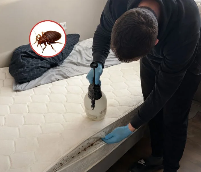 Technicien traitant un matelas contre les punaises de lit à Les Lilas